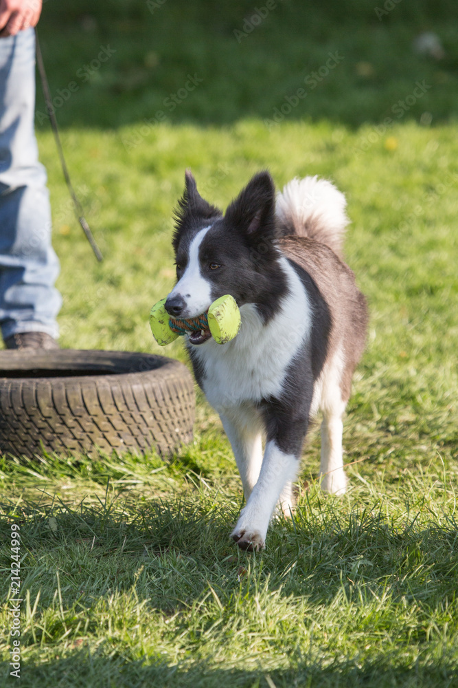 portrait of Border Collie dog on a walk in belgium