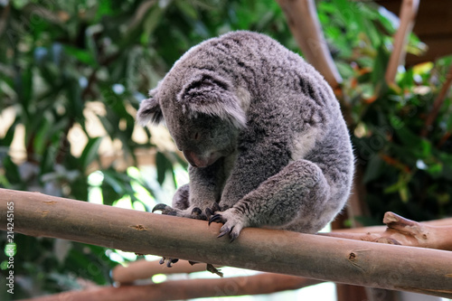 koala ou paresseux australien