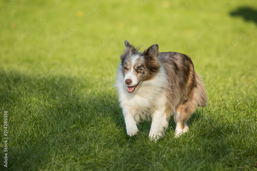 portrait of Border Collie dog on a walk in belgium