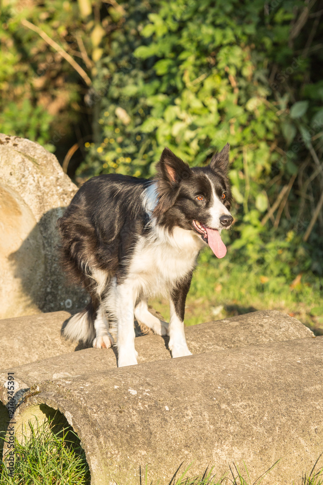 Fototapeta premium portrait of Border Collie dog on a walk in belgium