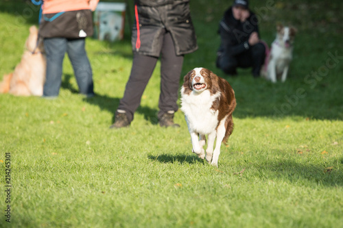 portrait of Border Collie dog on a walk in belgium