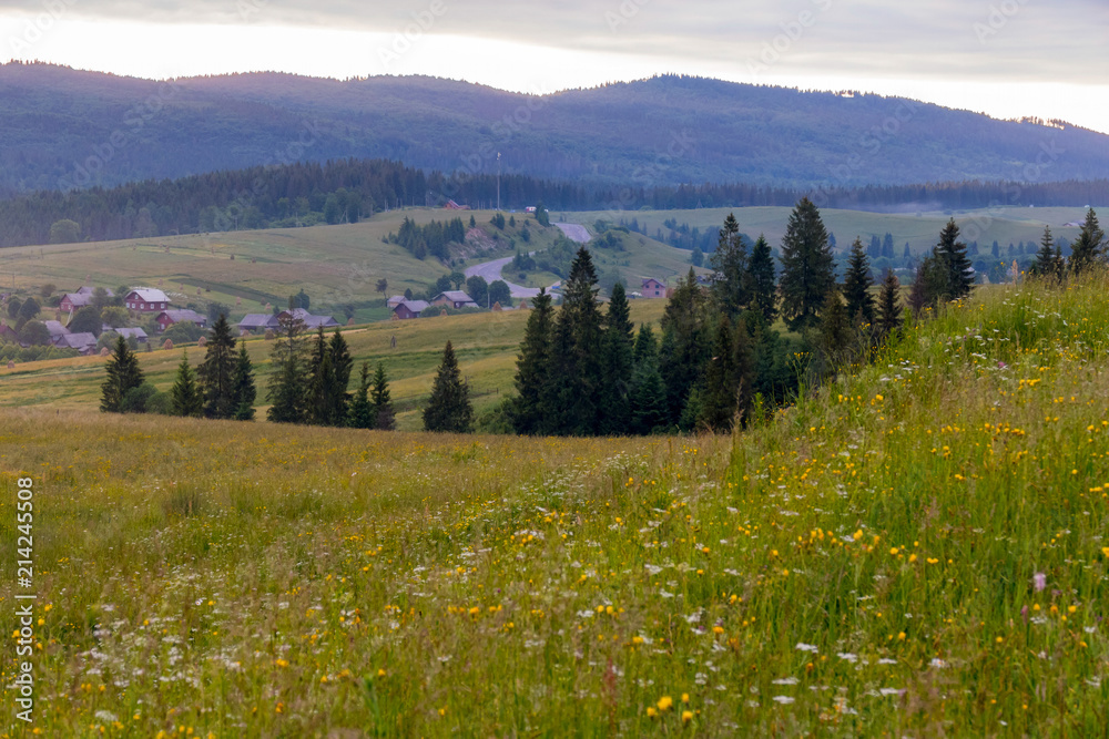 A village near a large large field with herbs and a stripe of fir on the background of the mountains