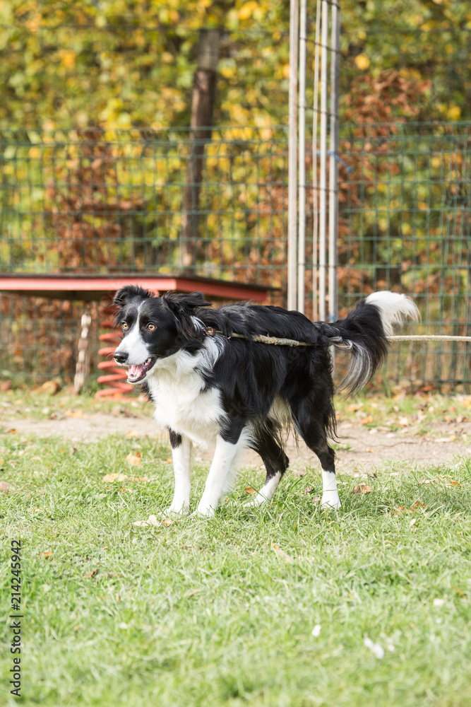 portrait of Border Collie dog on a walk in belgium portrait of Border Collie dog on a walk in belgium