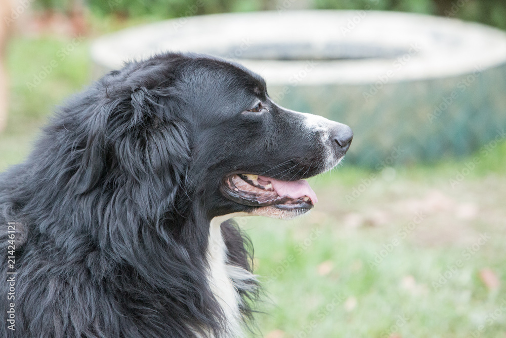 Fototapeta premium portrait of Border Collie dog on a walk in belgium