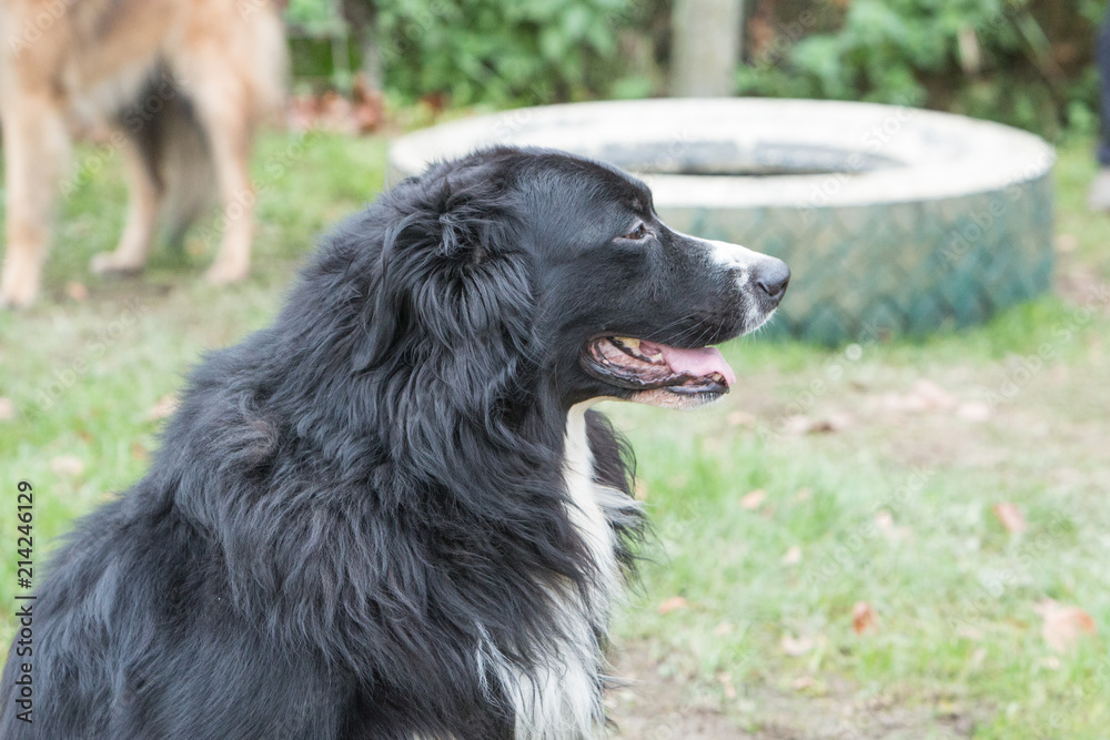 portrait of Border Collie dog on a walk in belgium portrait of Border Collie dog on a walk in belgium