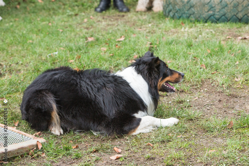 portrait of Border Collie dog on a walk in belgium