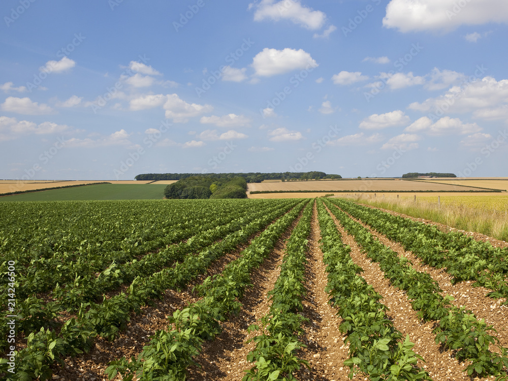 upland potato crop and landscape