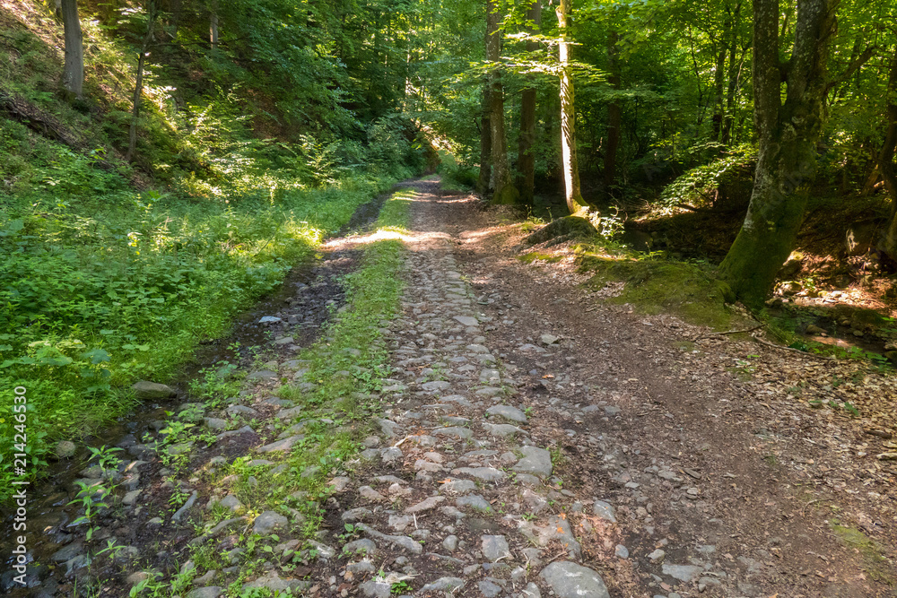 An extensive stone road leading into the depths of the forest with trees on either side
