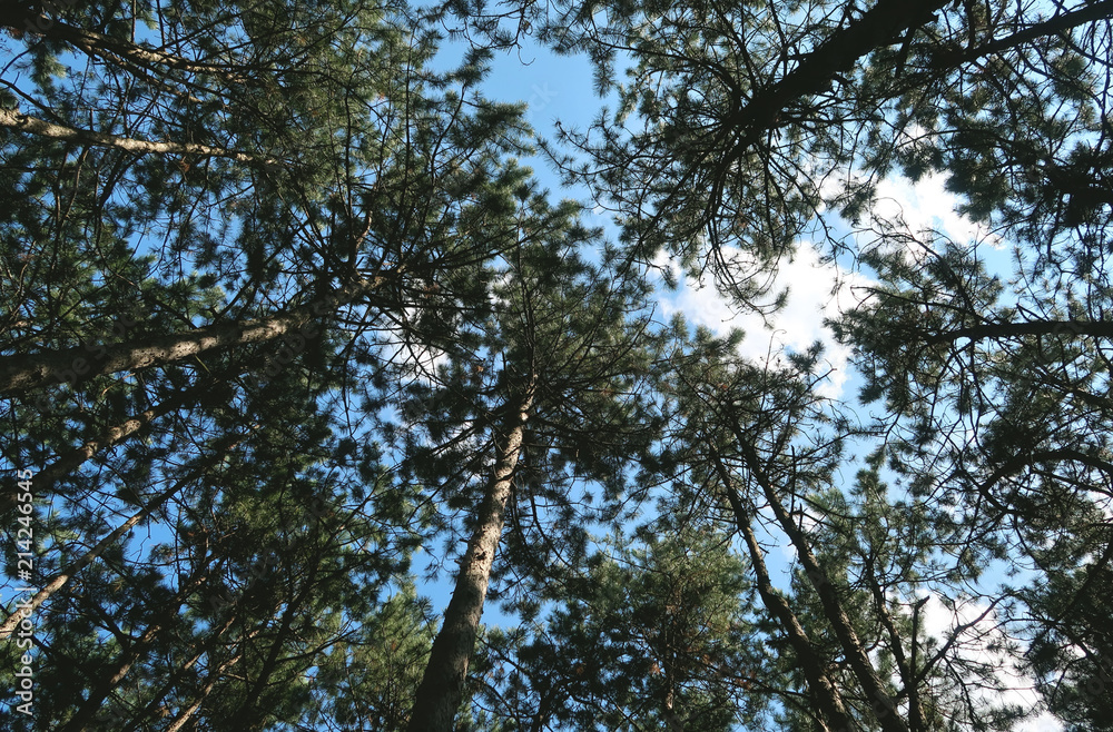 Trees in the forest Trees in the forest