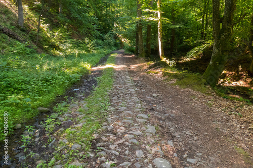An extensive stone road leading into the depths of the forest with trees on either side