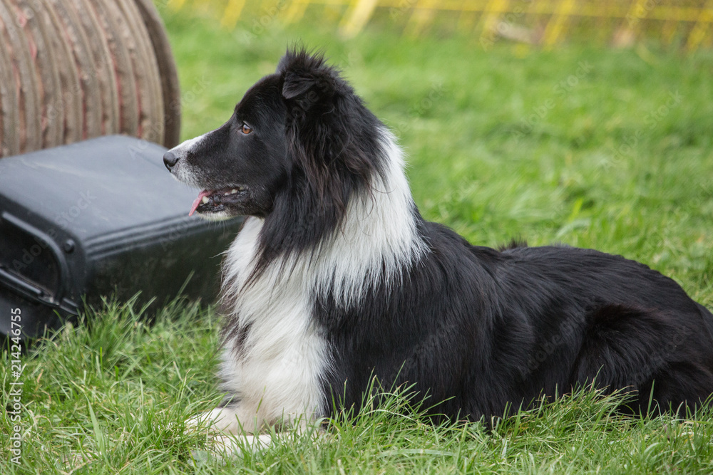 portrait of Border Collie dog on a walk in belgium portrait of Border Collie dog on a walk in belgium