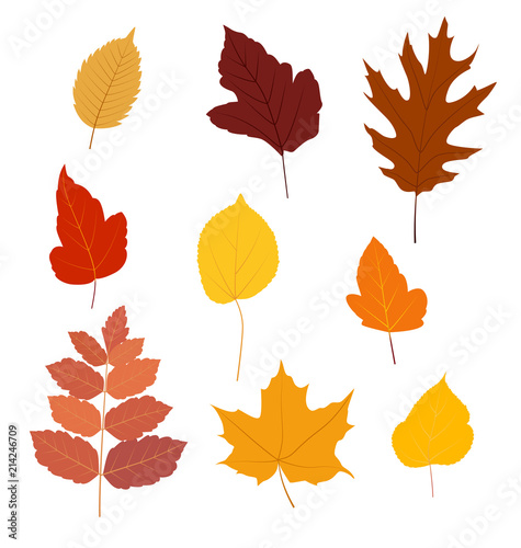 Set of colorful autumn leaves isolated on white background - Vector illustration.