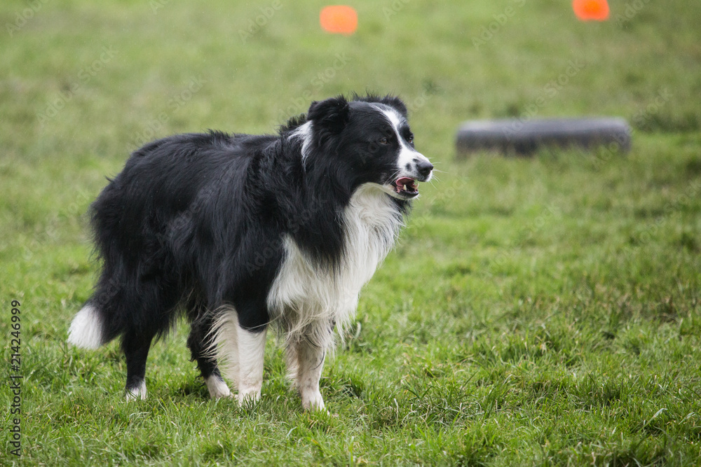 portrait of Border Collie dog on a walk in belgium