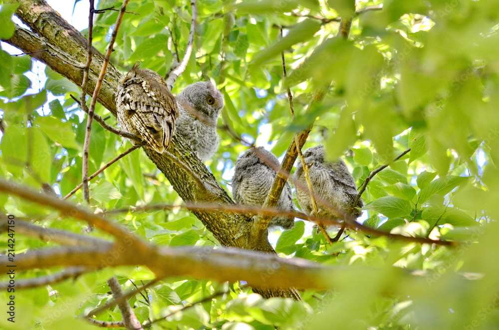 Young Eastern Screech Owls - Owlets with adult