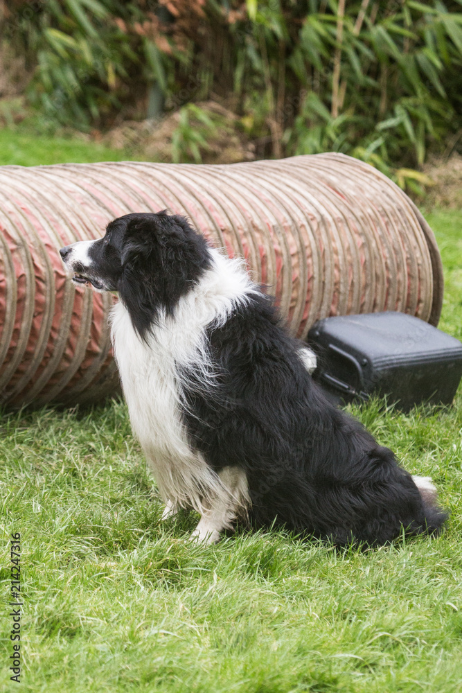 portrait of Border Collie dog on a walk in belgium