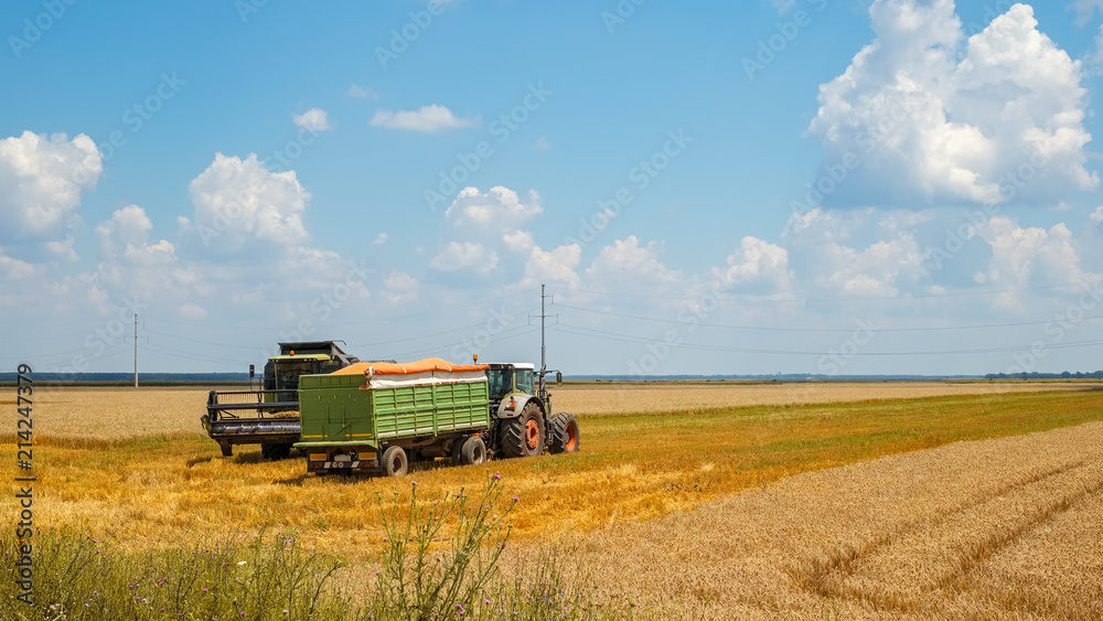 Fototapeta premium Harvest machine loading seeds in to trailer