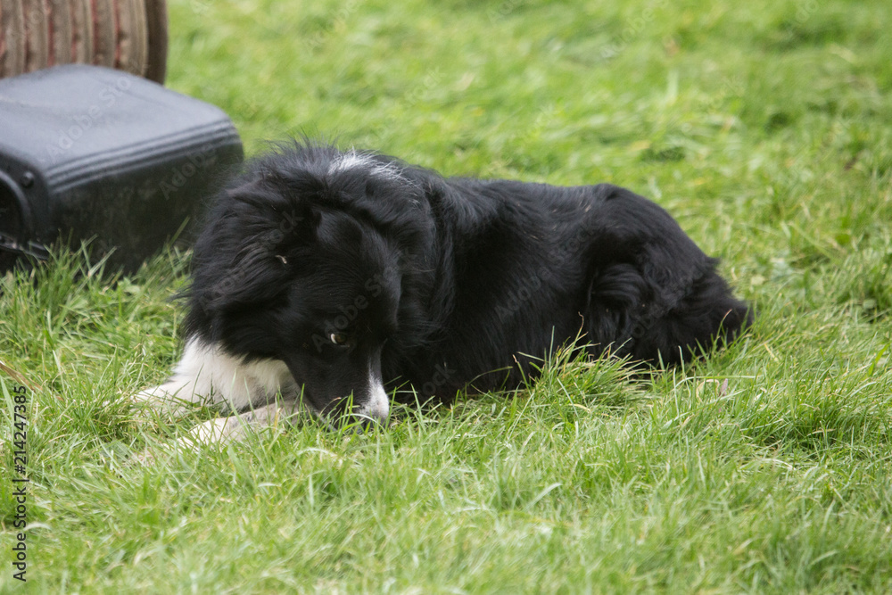 portrait of Border Collie dog on a walk in belgium