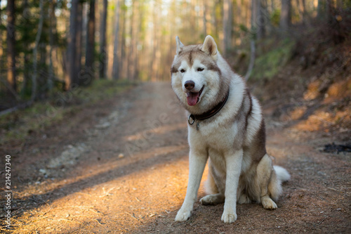 Portrait of serious dog breed Siberian husky sitting in the forest in the spring season at sunset