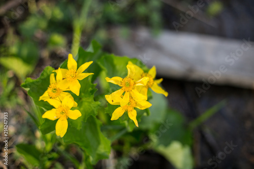 Image of yellow spring flowers called Marsh-marigold on the banks of the creek. Caltha palustris.