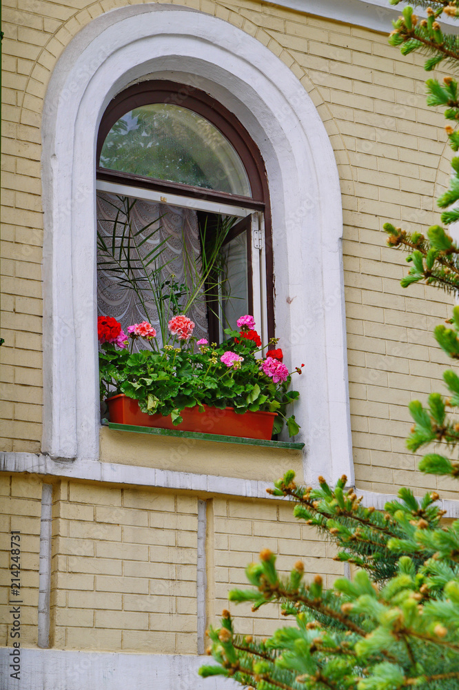Beautiful multi-colored blooming flowers in a large flowerpot are on display in an open window