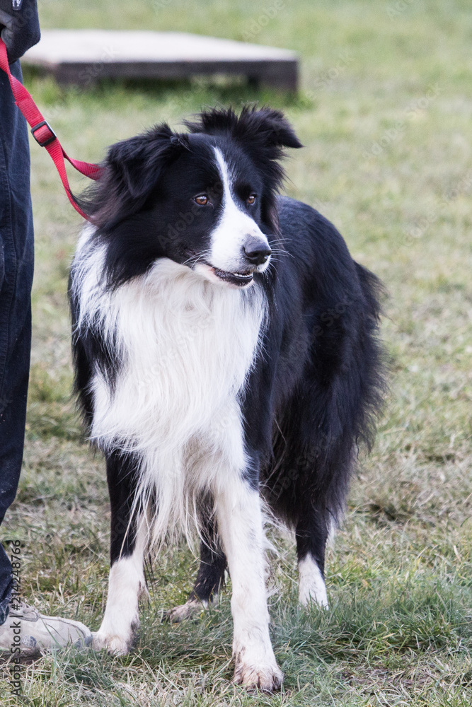 Fototapeta premium portrait of Border Collie dog on a walk in belgium