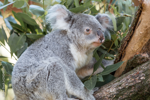 Fototapeta Naklejka Na Ścianę i Meble -  Koala (Phascolarctos cinereus) Koalabär