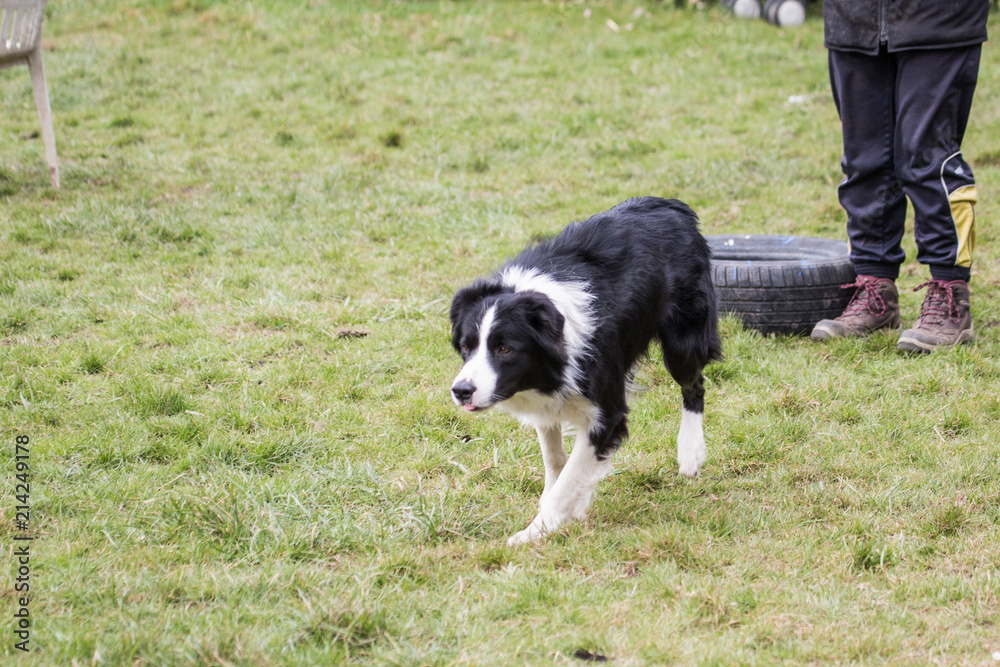 portrait of Border Collie dog on a walk in belgium