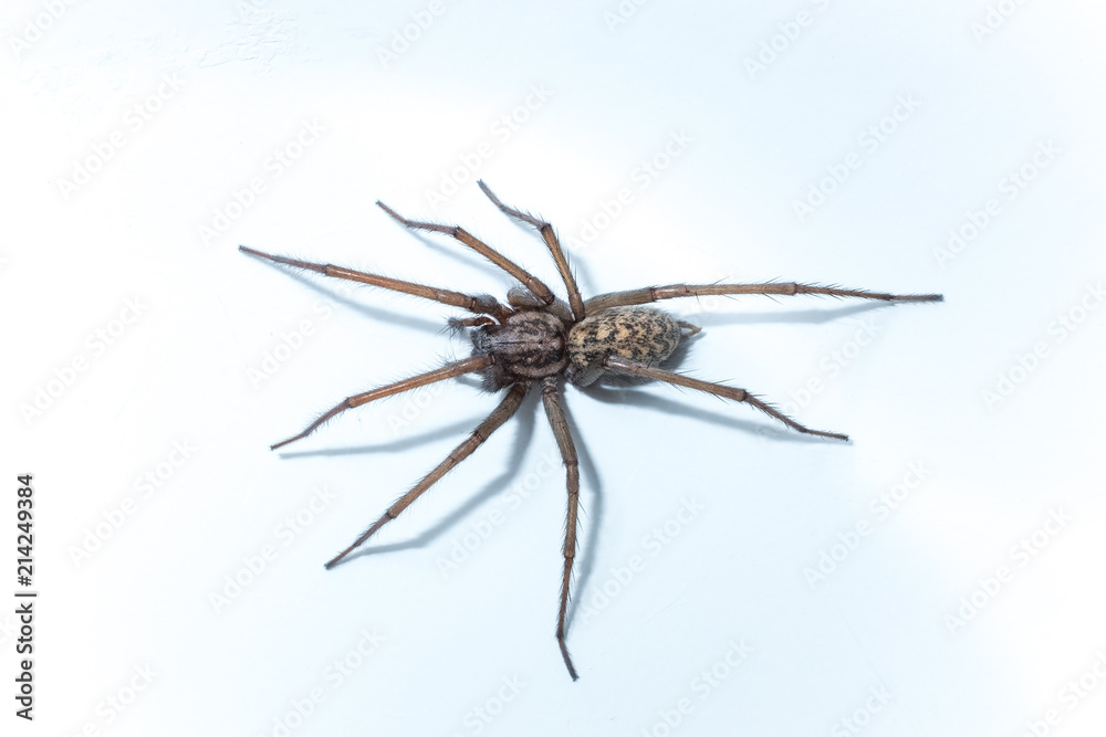Große Hauswinkelspinne (Tegenaria domestica) Große Hauswinkelspinne (Tegenaria domestica)