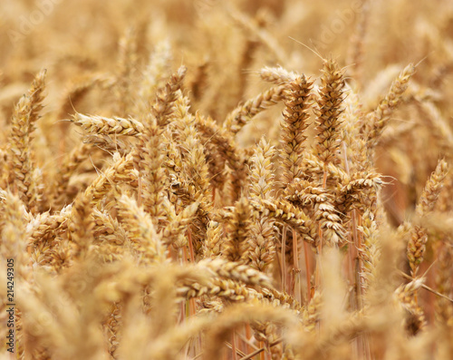 Wheat Crop © Amani A