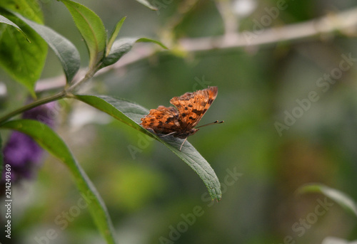Orange European Comma Butterfly