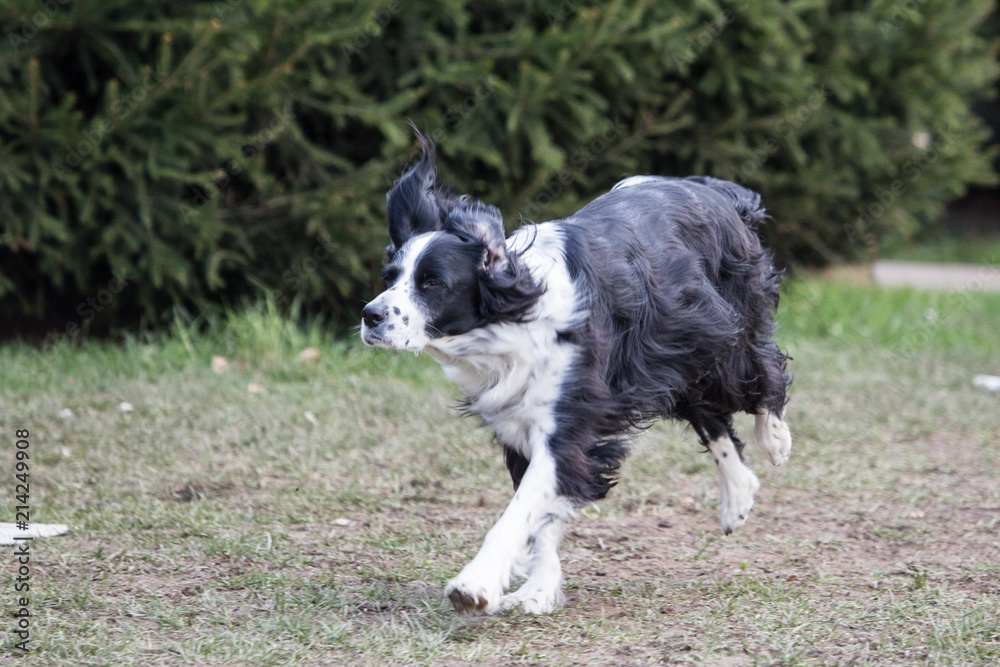 portrait of Border Collie dog on a walk in belgium