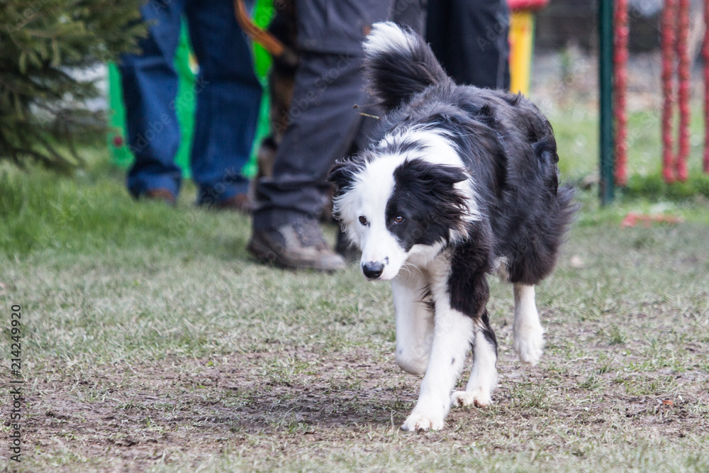 portrait of Border Collie dog on a walk in belgium