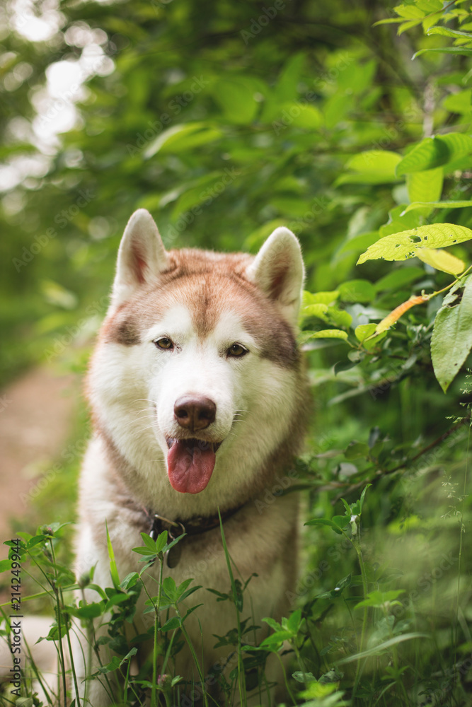 Portrait of lovely dog breed siberian husky sitting in the green forest and looks like a wolf