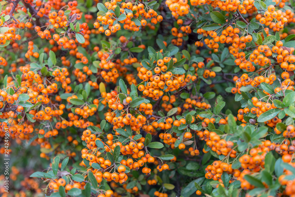 Pyracantha - Firethorn Plants closeup background with copy space