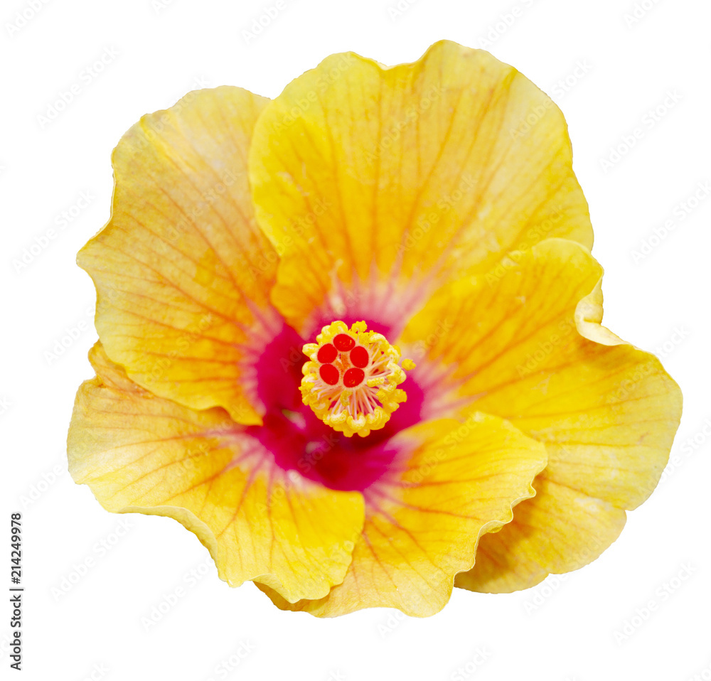 Orange hibiscus flower isolated on white background Orange hibiscus flower isolated on white background