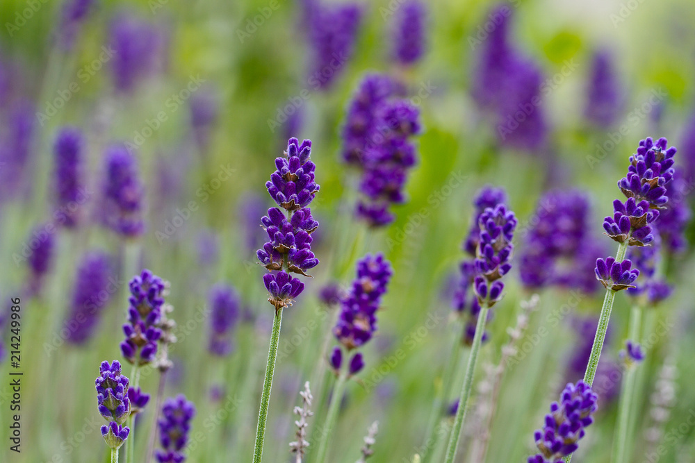 Lavender Lavender