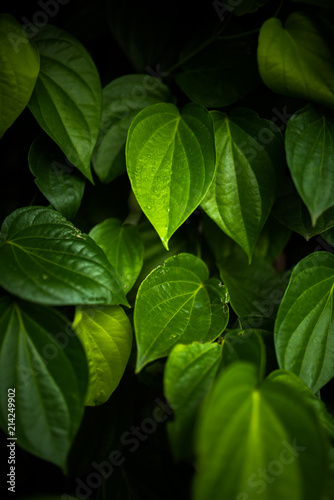 Green betel leaves in dramatic tone