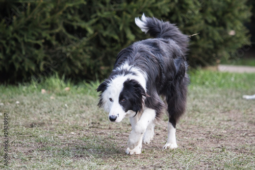 portrait of Border Collie dog on a walk in belgium