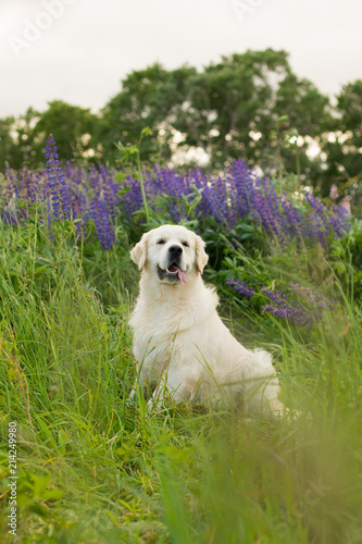 Portrait of lovely golden retriever dog sitting in the green grass and violet flowers © Anastasiia