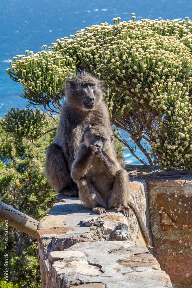 Two baboons sitting on a wall near Cape Point in South Africa