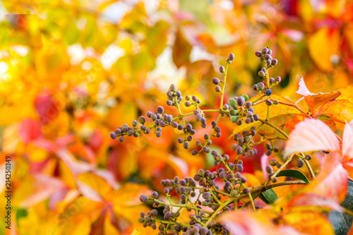 Virginia Creeper (Parthenocissus quinquefolia) berries at autumn. Background with copy space.