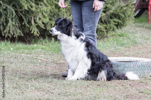 portrait of Border Collie dog on a walk in belgium