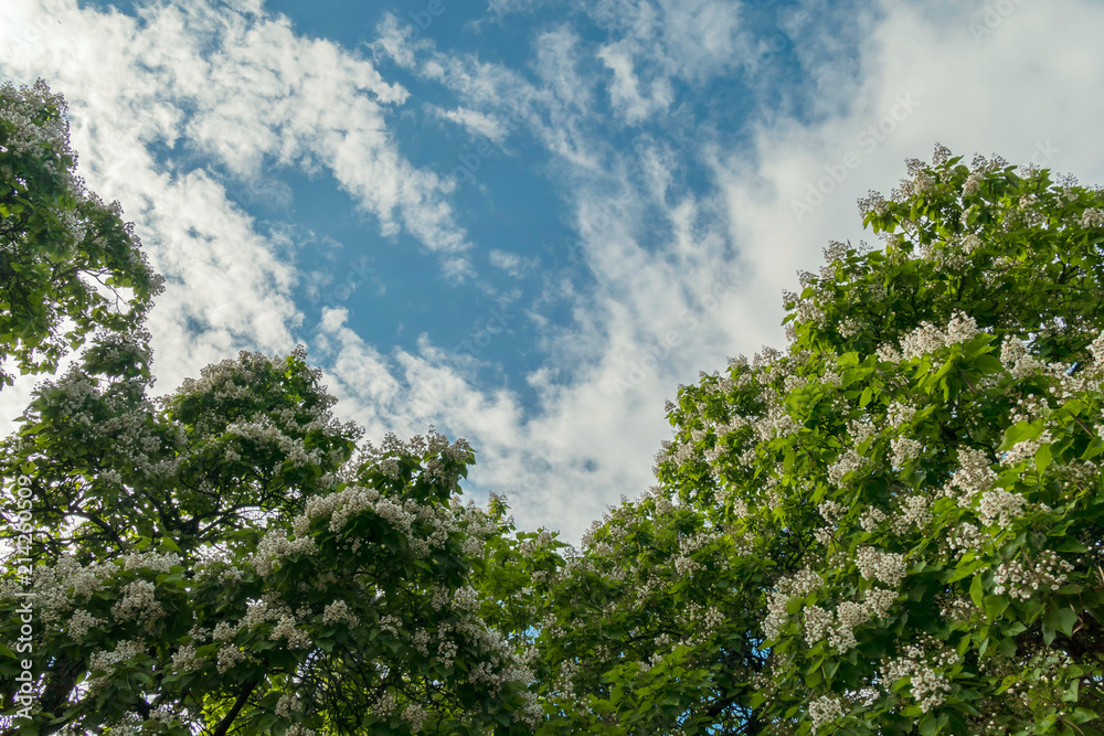 Flowering lush white chestnut flowers with green leaves against a blue cloudy sky background