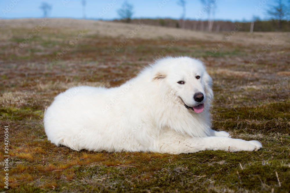 Portrait of Big white fluffy maremma dog lying on moss and looking to the camera in the field on a sunny day