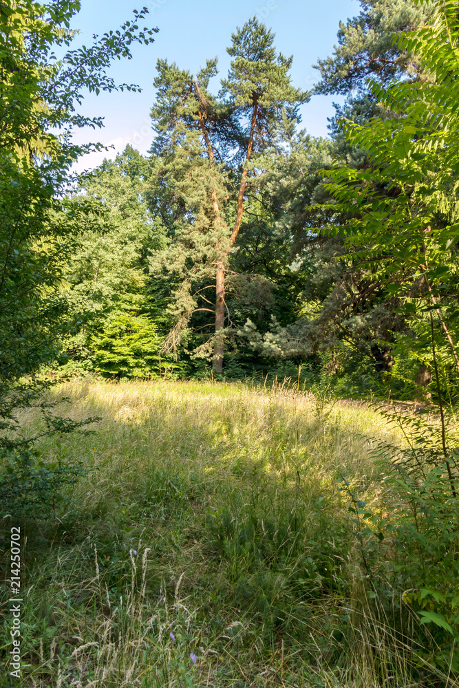 Obraz premium Forest glade with the crumpled grass covered in the summer sun. With a lone pine at the edge of the glade.