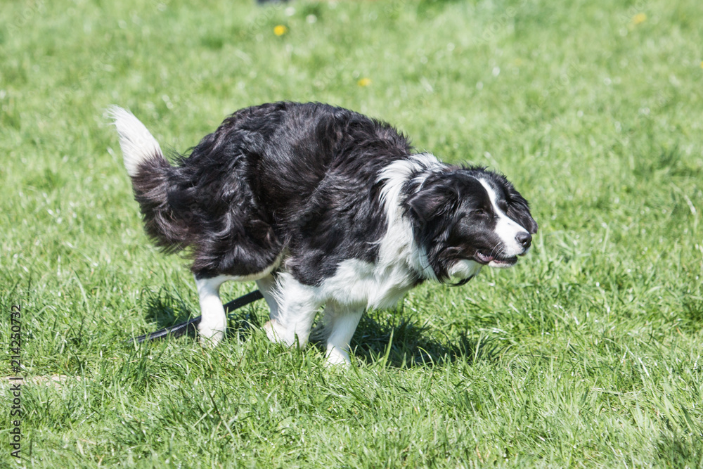 portrait of Border Collie dog on a walk in belgium portrait of Border Collie dog on a walk in belgium