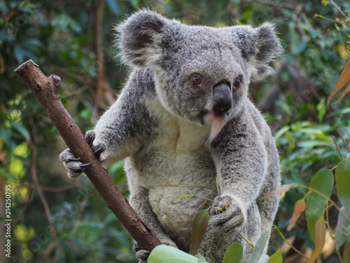 Fototapeta Naklejka Na Ścianę i Meble -  Cute Koala in Australia 