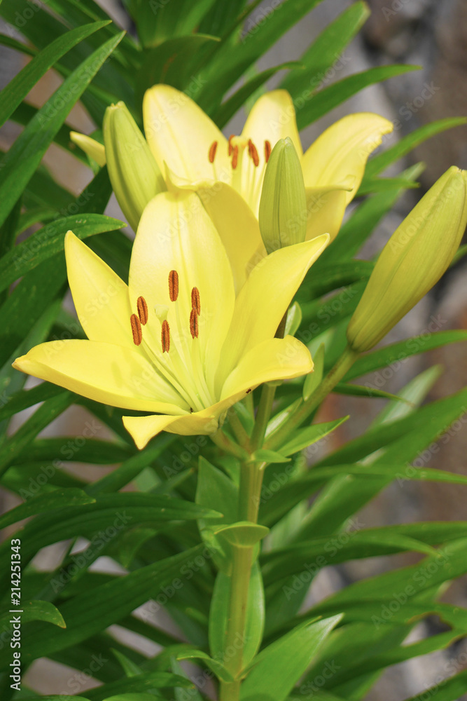 A bush of yellow lilies with beautiful, bright flowers on a green stalk with juicy leaves