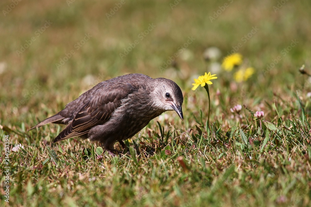 Fototapeta premium junger Star auf der Wiese