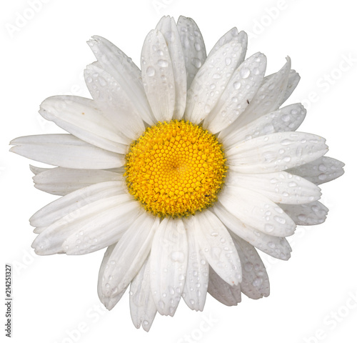 one wet fresh chamomile flower (Ox-Eye Daisy ) beautiful and delicate on white background